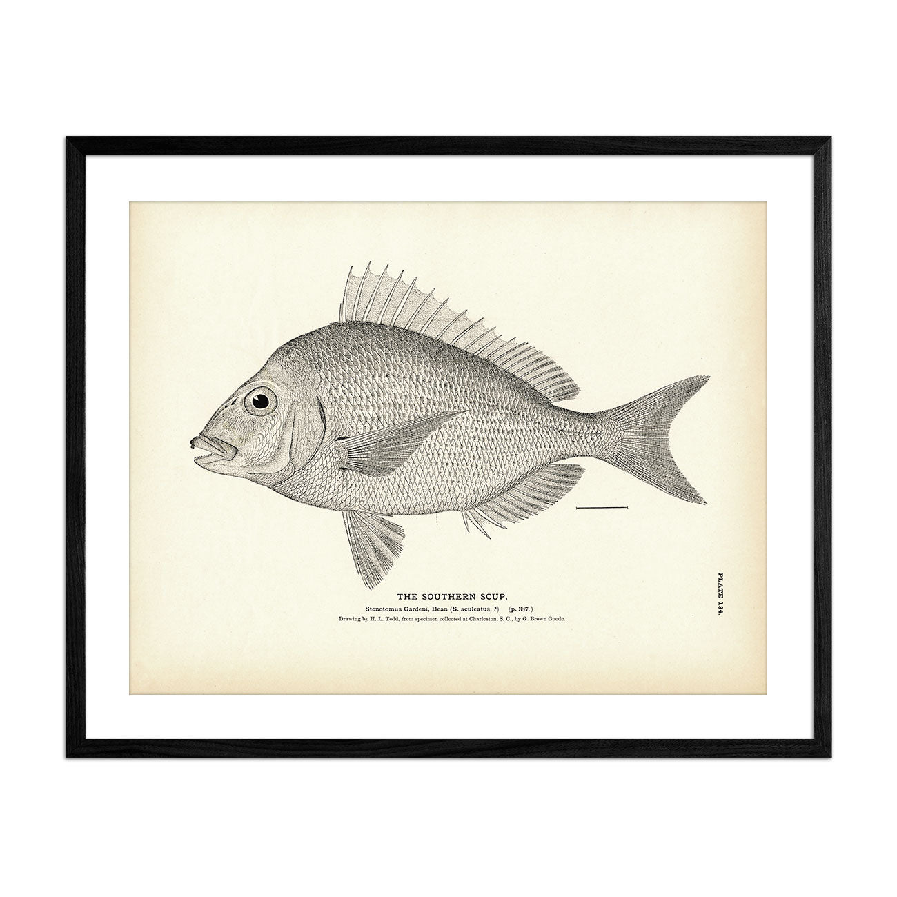 Southern Scup Art Print - Muir Way - Fisheries