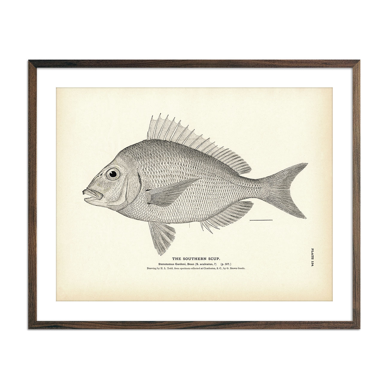 Southern Scup Art Print - Muir Way - Fisheries