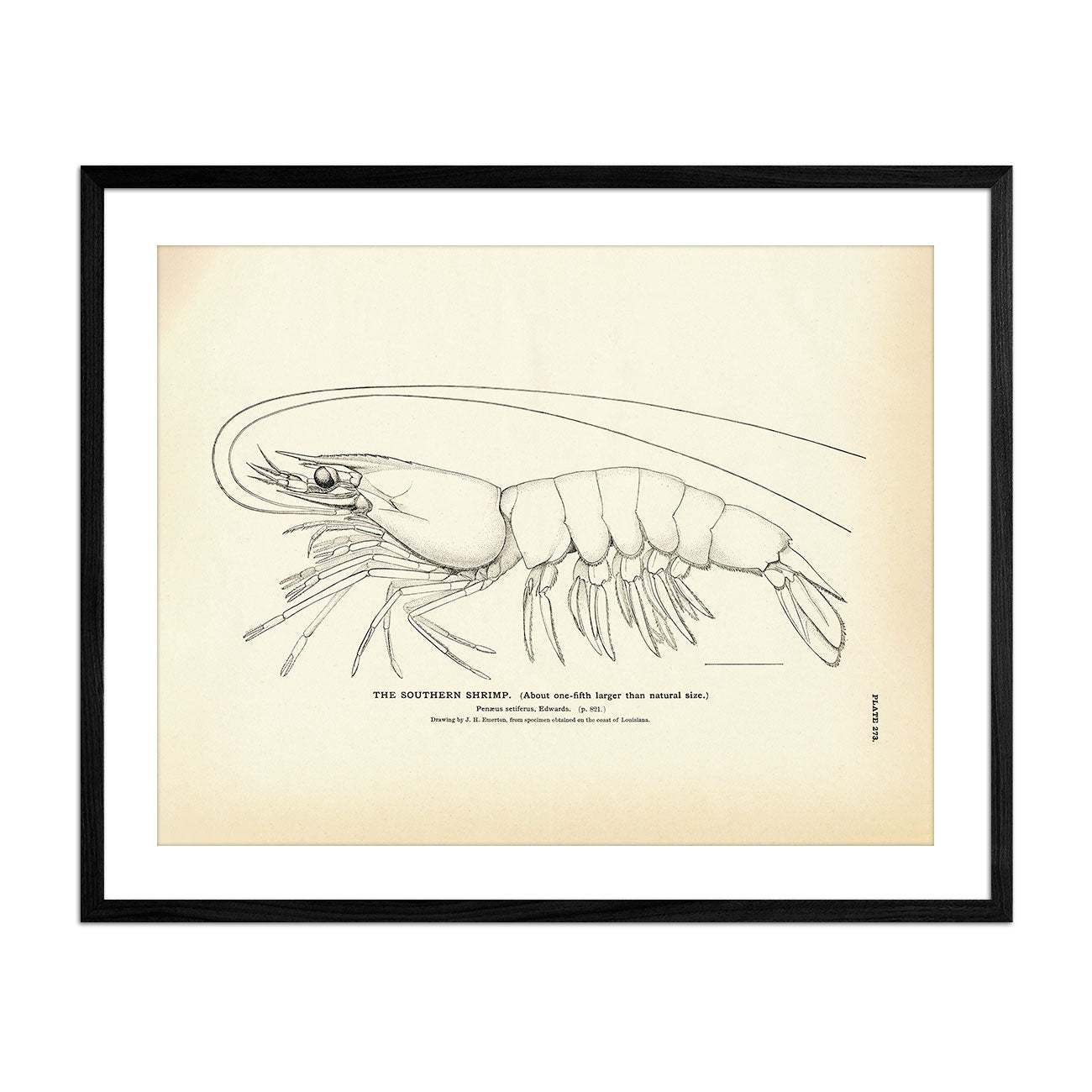 Southern Shrimp Art Print - Muir Way - Fisheries