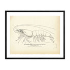 Southern Shrimp Art Print - Muir Way - Fisheries