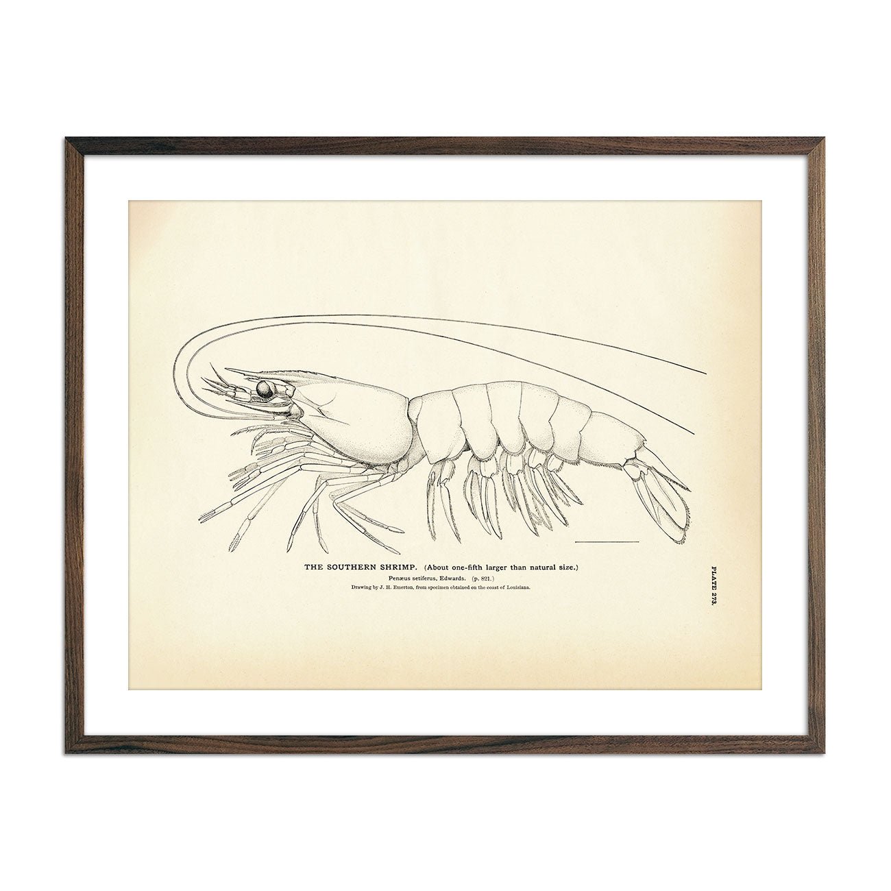 Southern Shrimp Art Print - Muir Way - Fisheries