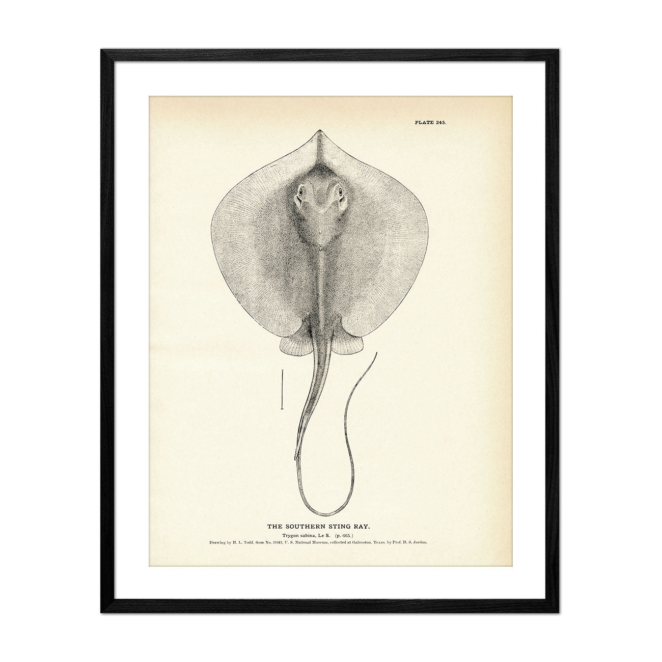 Southern Sting Ray Art Print - Muir Way - Fisheries