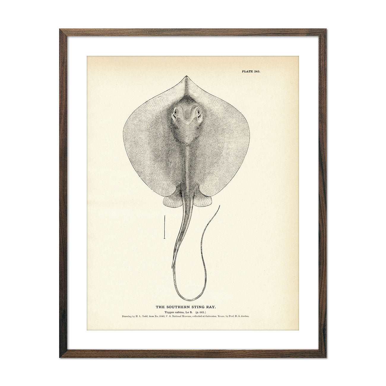 Vintage Southern Sting Ray fish print