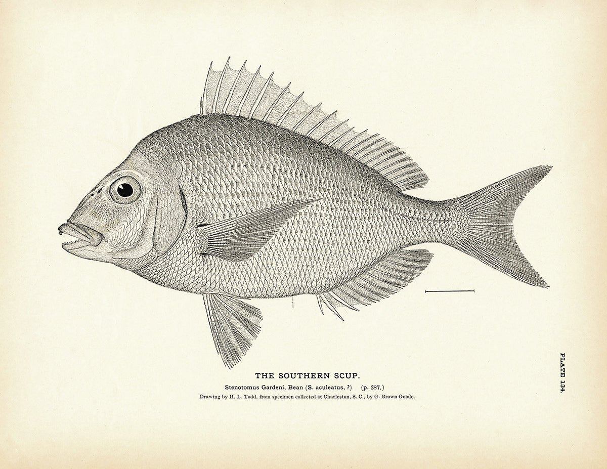 Southern Scup Art Print - Muir Way - Fisheries