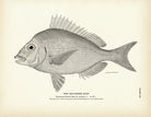 Southern Scup Art Print - Muir Way - Fisheries