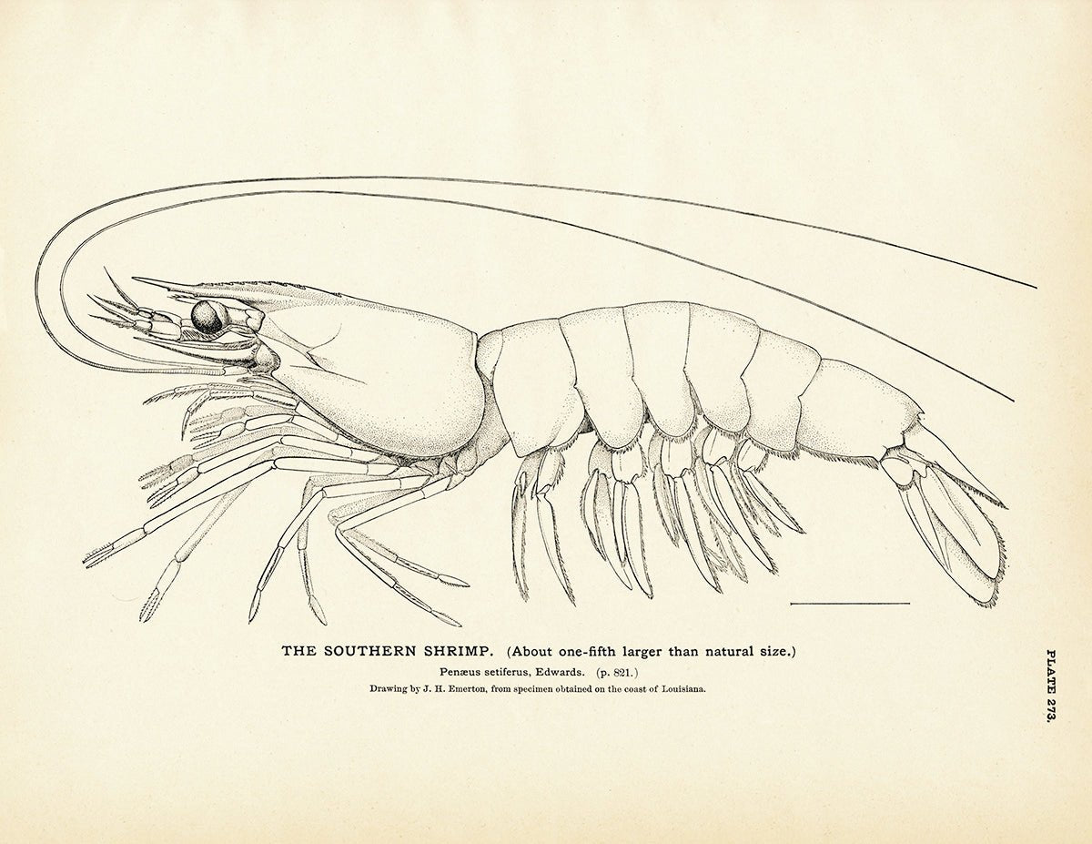 Southern Shrimp Art Print - Muir Way - Fisheries