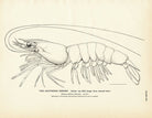Southern Shrimp Art Print - Muir Way - Fisheries