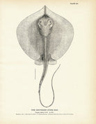 Southern Sting Ray Art Print - Muir Way - Fisheries