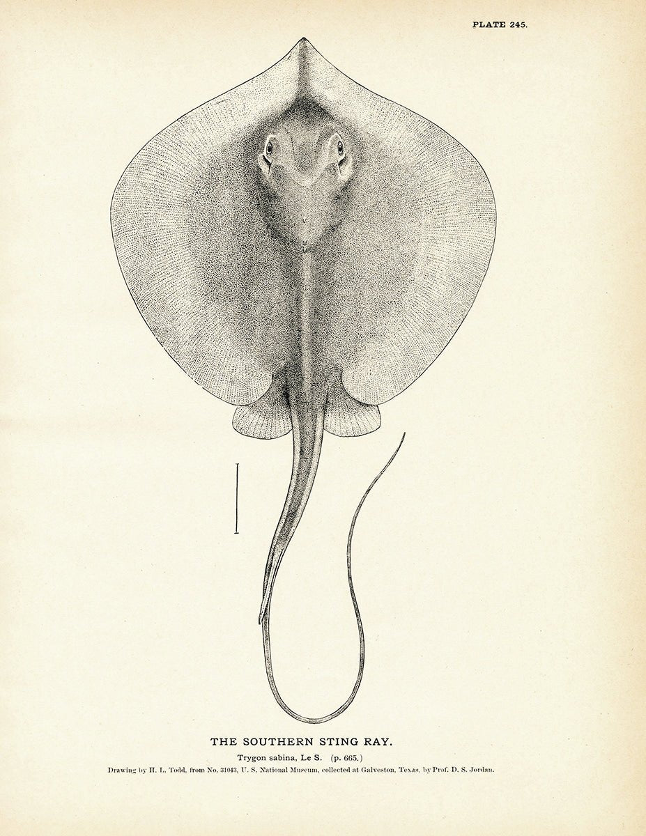Southern Sting Ray Art Print - Muir Way - Fisheries