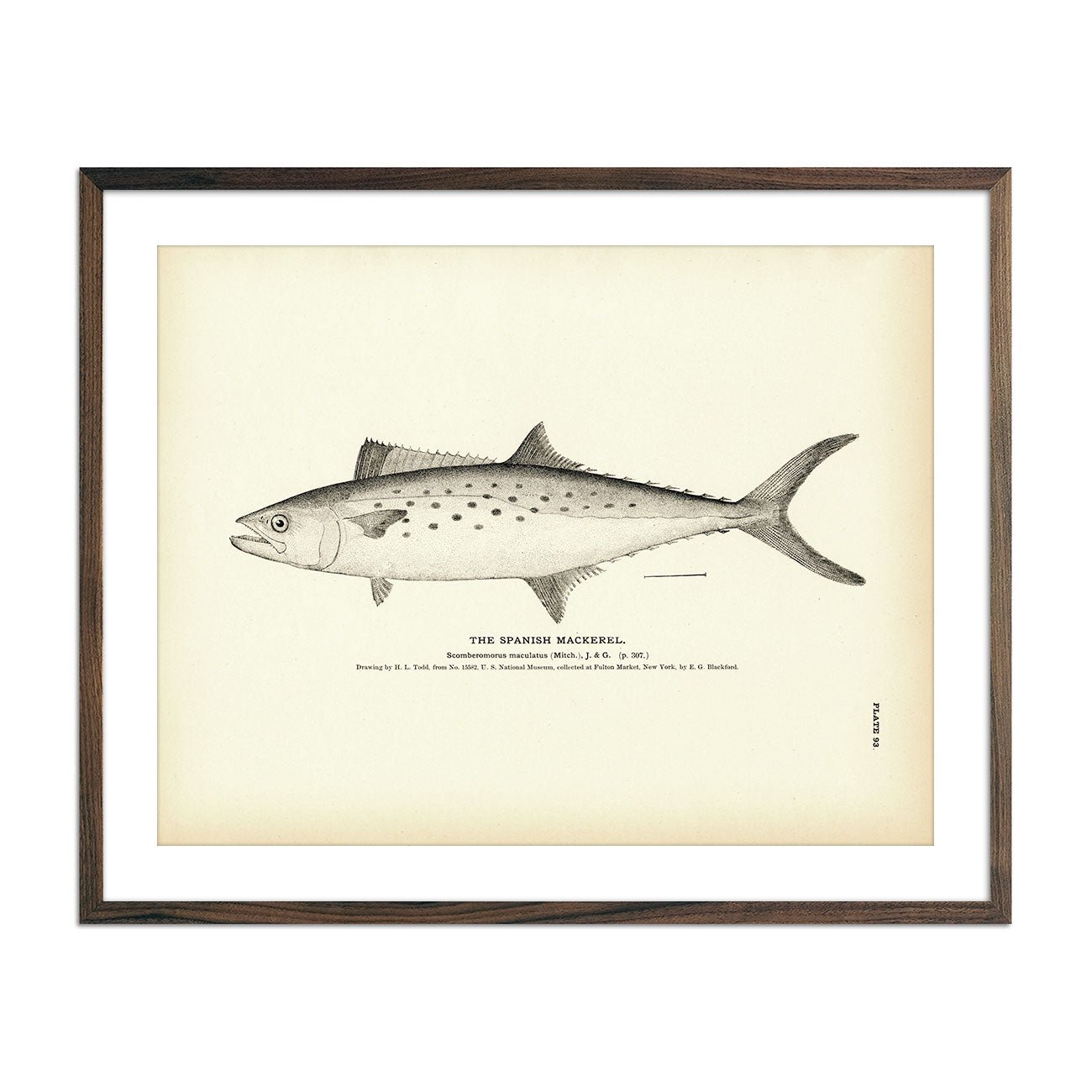 Spanish Mackerel Art Print - Muir Way - Fisheries