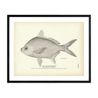 Spanish Pompano Art Print - Muir Way - Fisheries