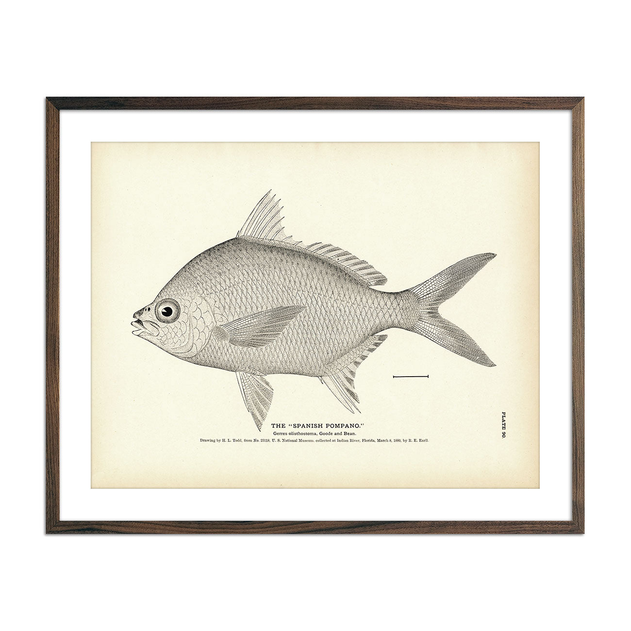 Spanish Pompano Art Print - Muir Way - Fisheries