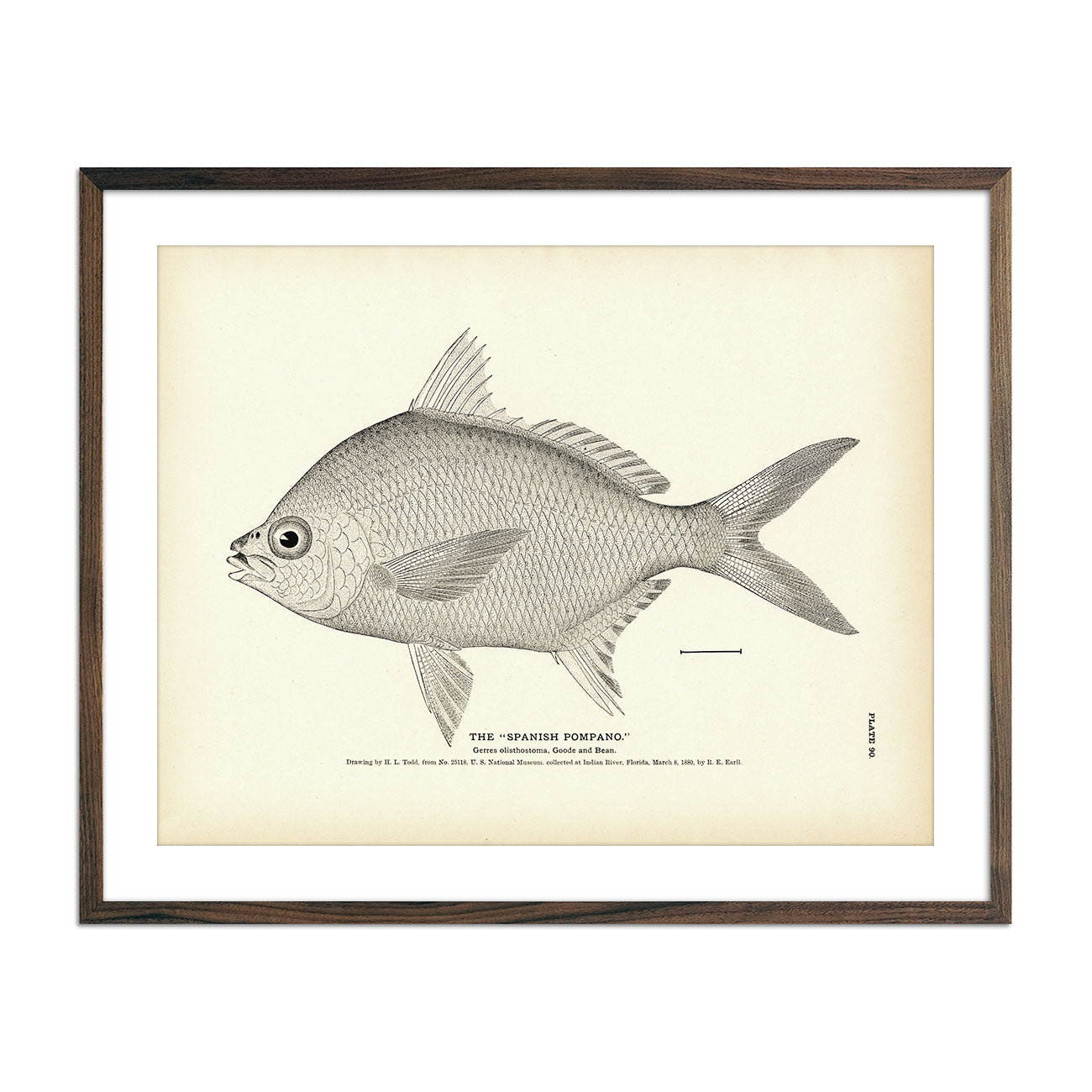 Vintage Southern Pompano fish print