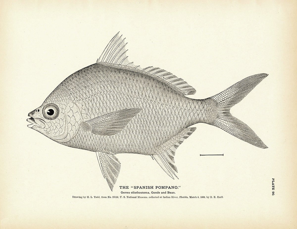 Spanish Pompano Art Print - Muir Way - Fisheries