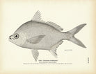 Spanish Pompano Art Print - Muir Way - Fisheries