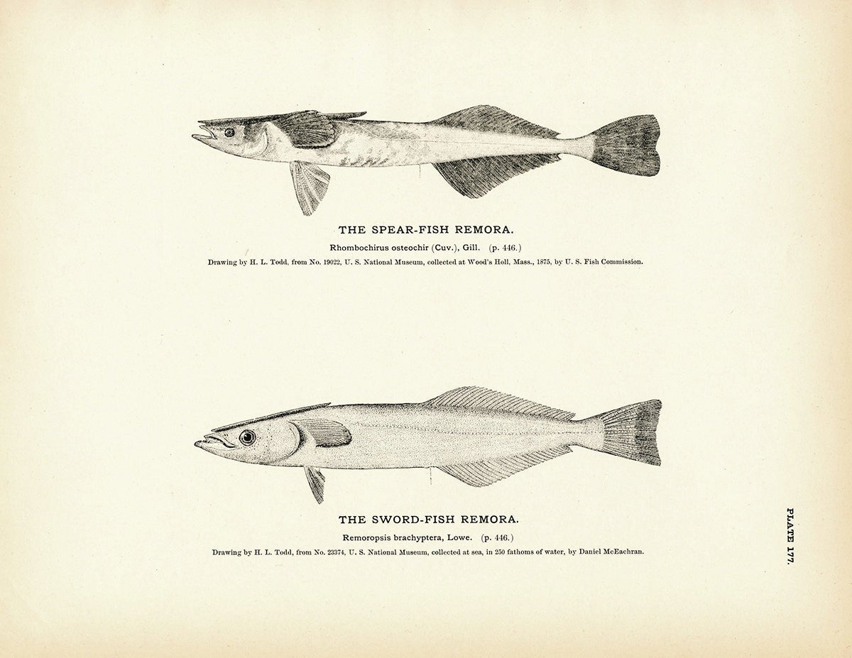 Spear - Fish Remora and Sword - Fish Remora Art Print - Muir Way - Fisheries
