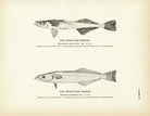 Spear - Fish Remora and Sword - Fish Remora Art Print - Muir Way - Fisheries