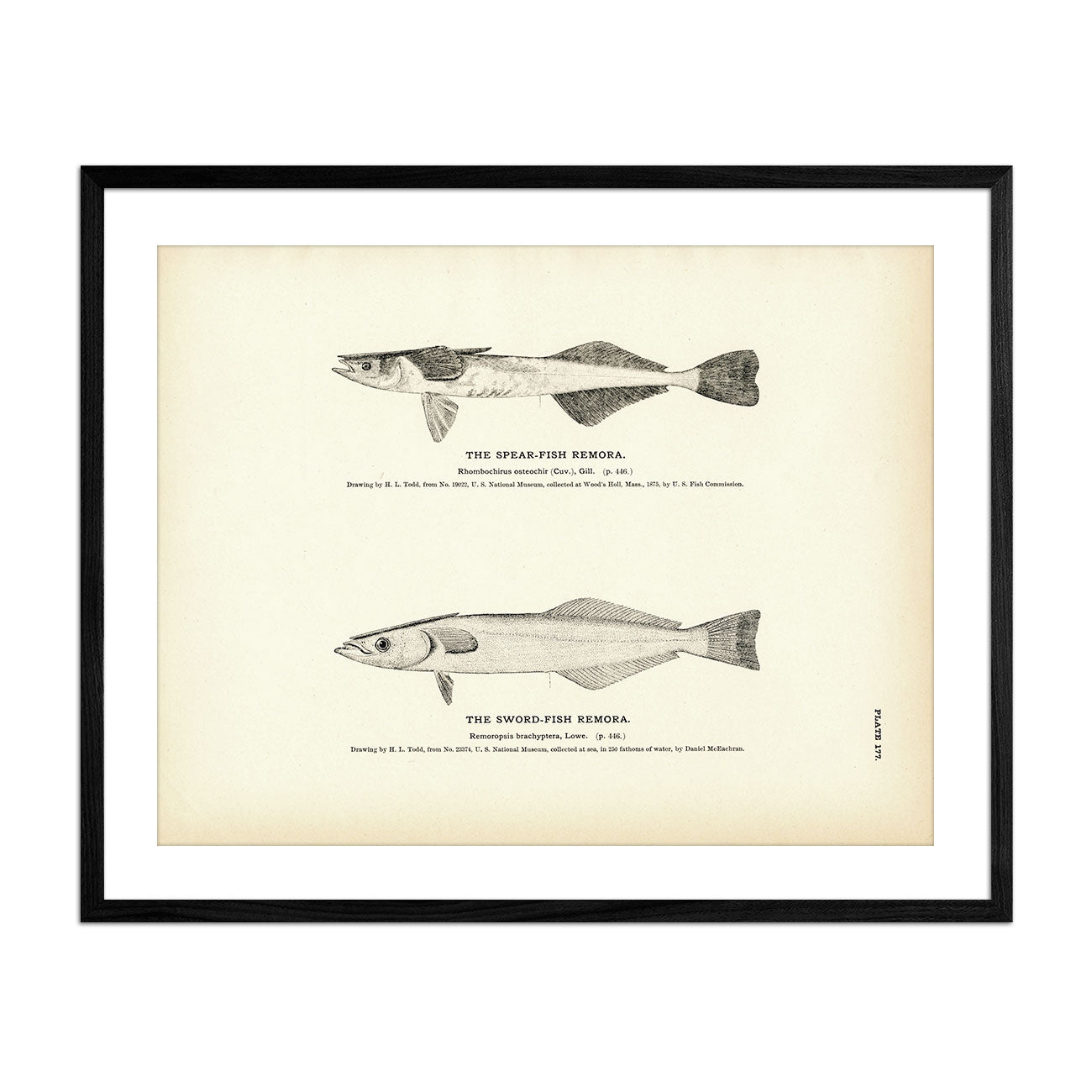 Spear - Fish Remora and Sword - Fish Remora Art Print - Muir Way - Fisheries