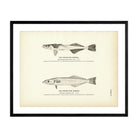 Spear - Fish Remora and Sword - Fish Remora Art Print - Muir Way - Fisheries