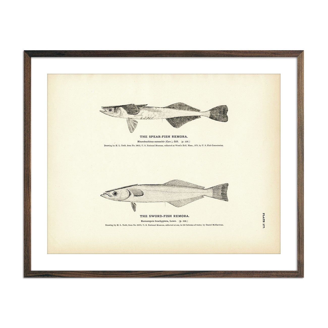 Spear - Fish Remora and Sword - Fish Remora Art Print - Muir Way - Fisheries