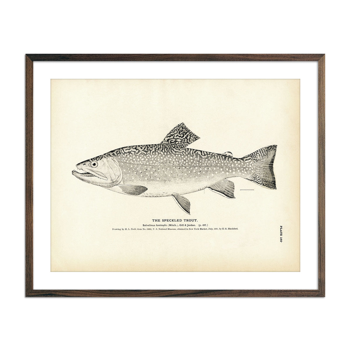 Speckled Trout - 1884 Print