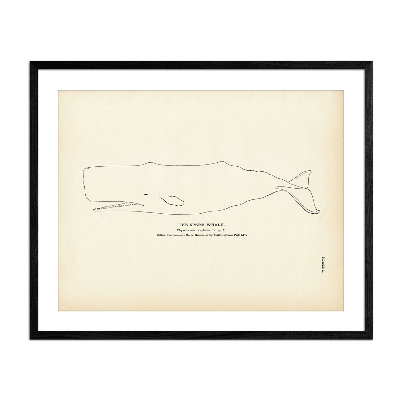 Sperm Whale Art Print - Muir Way - Fisheries