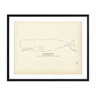 Sperm Whale Art Print - Muir Way - Fisheries