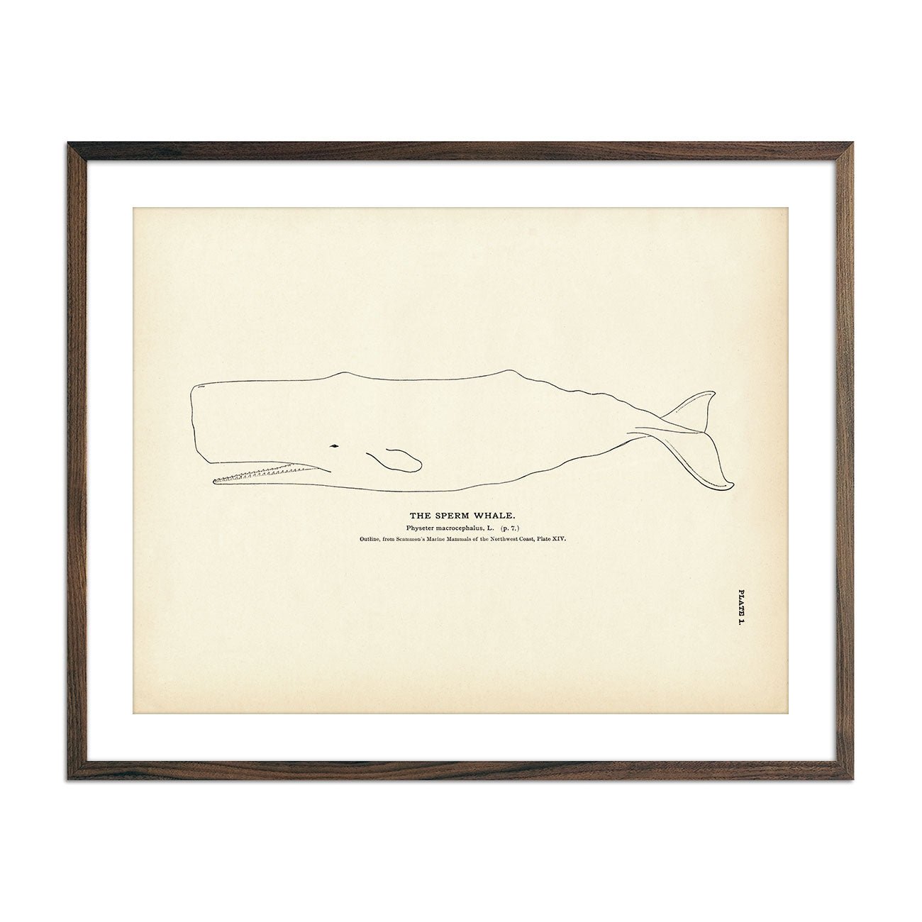 Sperm Whale Art Print - Muir Way - Fisheries