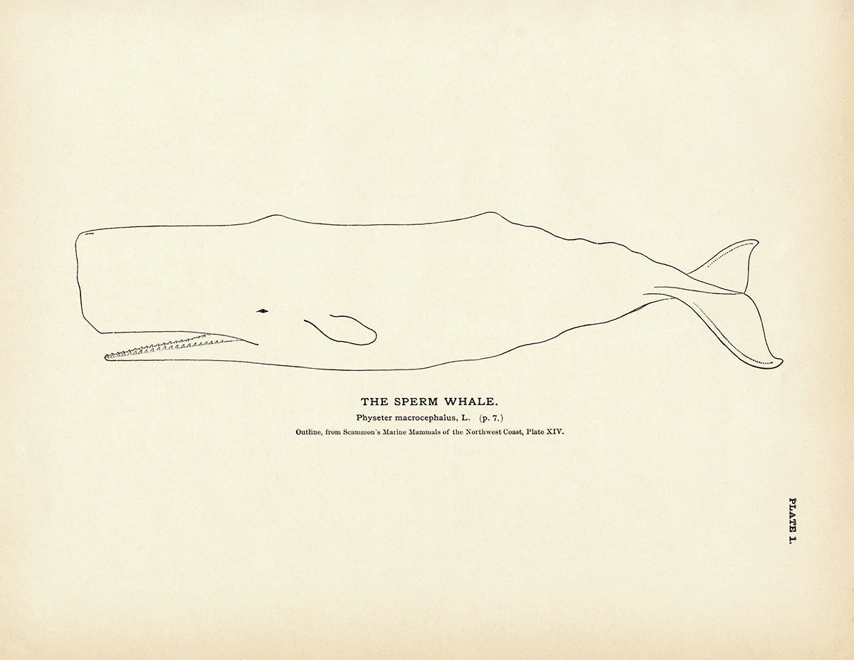 Sperm Whale Art Print - Muir Way - Fisheries