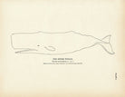 Sperm Whale Art Print - Muir Way - Fisheries