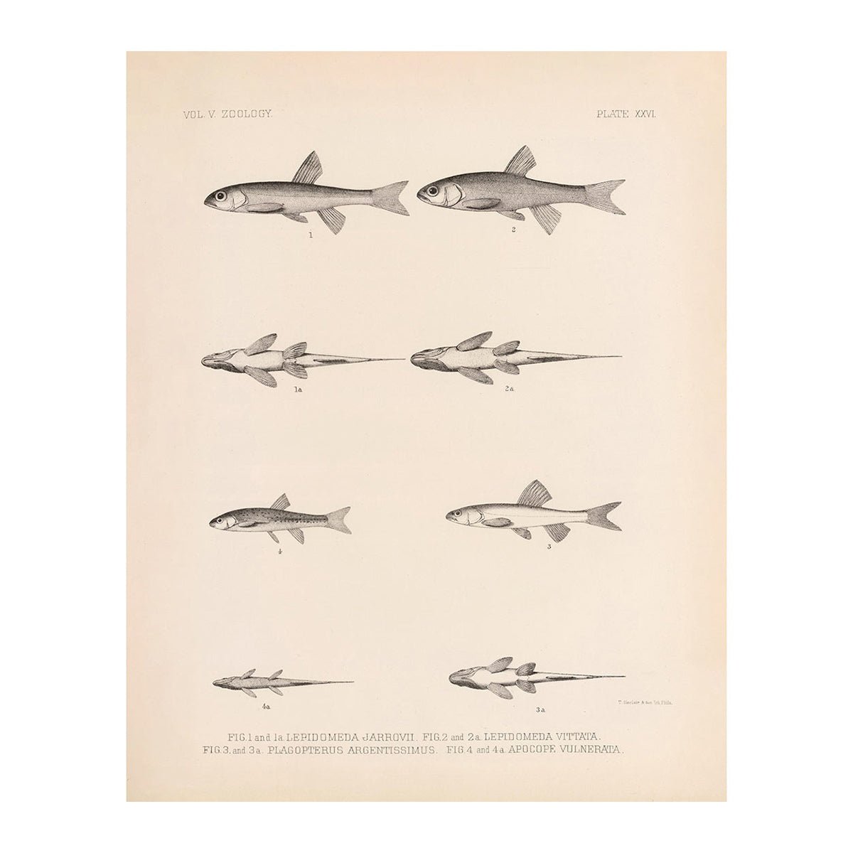Spinedace, Woundfin, and Dace Art Print - Muir Way - Animals