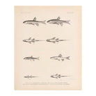 Spinedace, Woundfin, and Dace Art Print - Muir Way - Animals