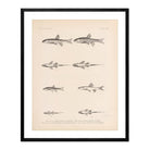 Spinedace, Woundfin, and Dace Art Print - Muir Way - Animals