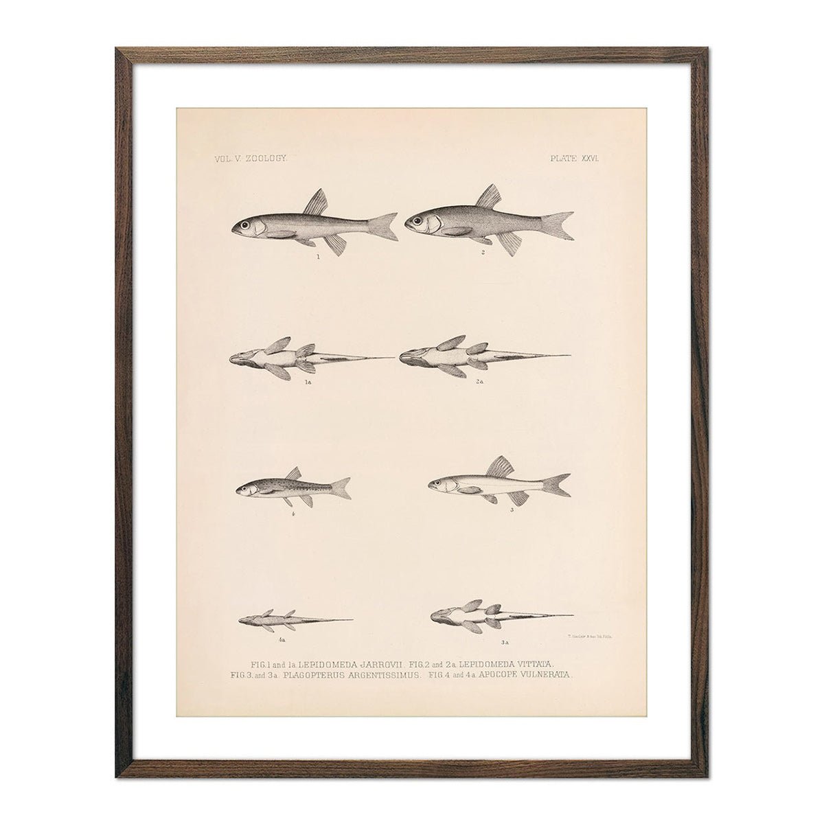 Spinedace, Woundfin, and Dace Art Print - Muir Way - Animals