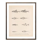 Spinedace, Woundfin, and Dace Art Print - Muir Way - Animals