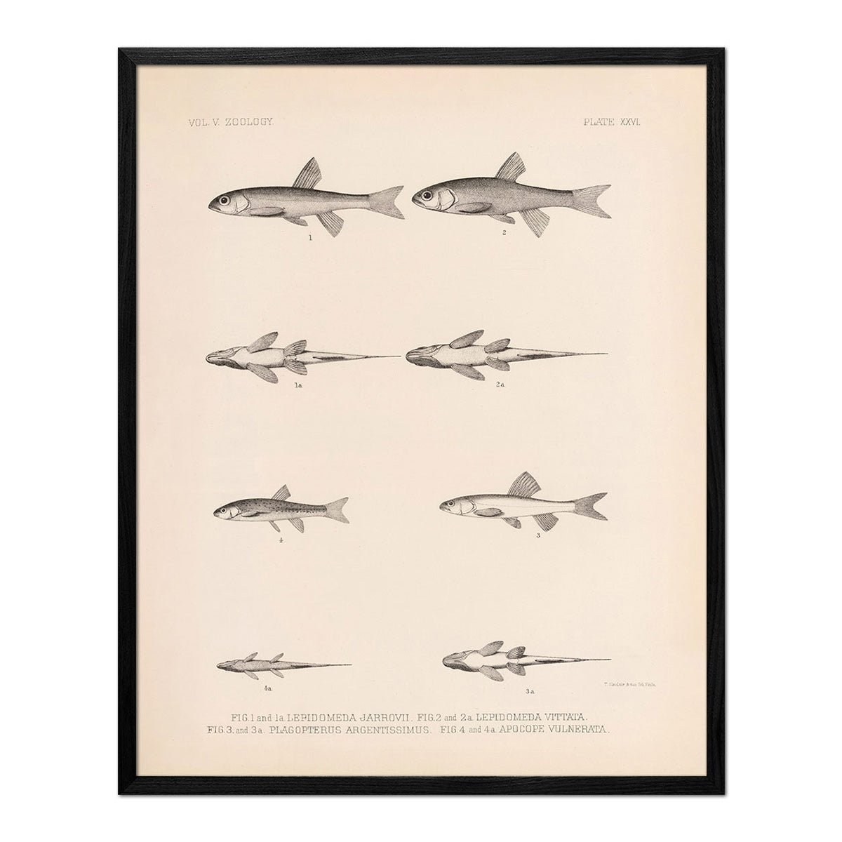 Spinedace, Woundfin, and Dace Art Print - Muir Way - Animals