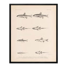 Spinedace, Woundfin, and Dace Art Print - Muir Way - Animals