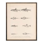 Spinedace, Woundfin, and Dace Art Print - Muir Way - Animals