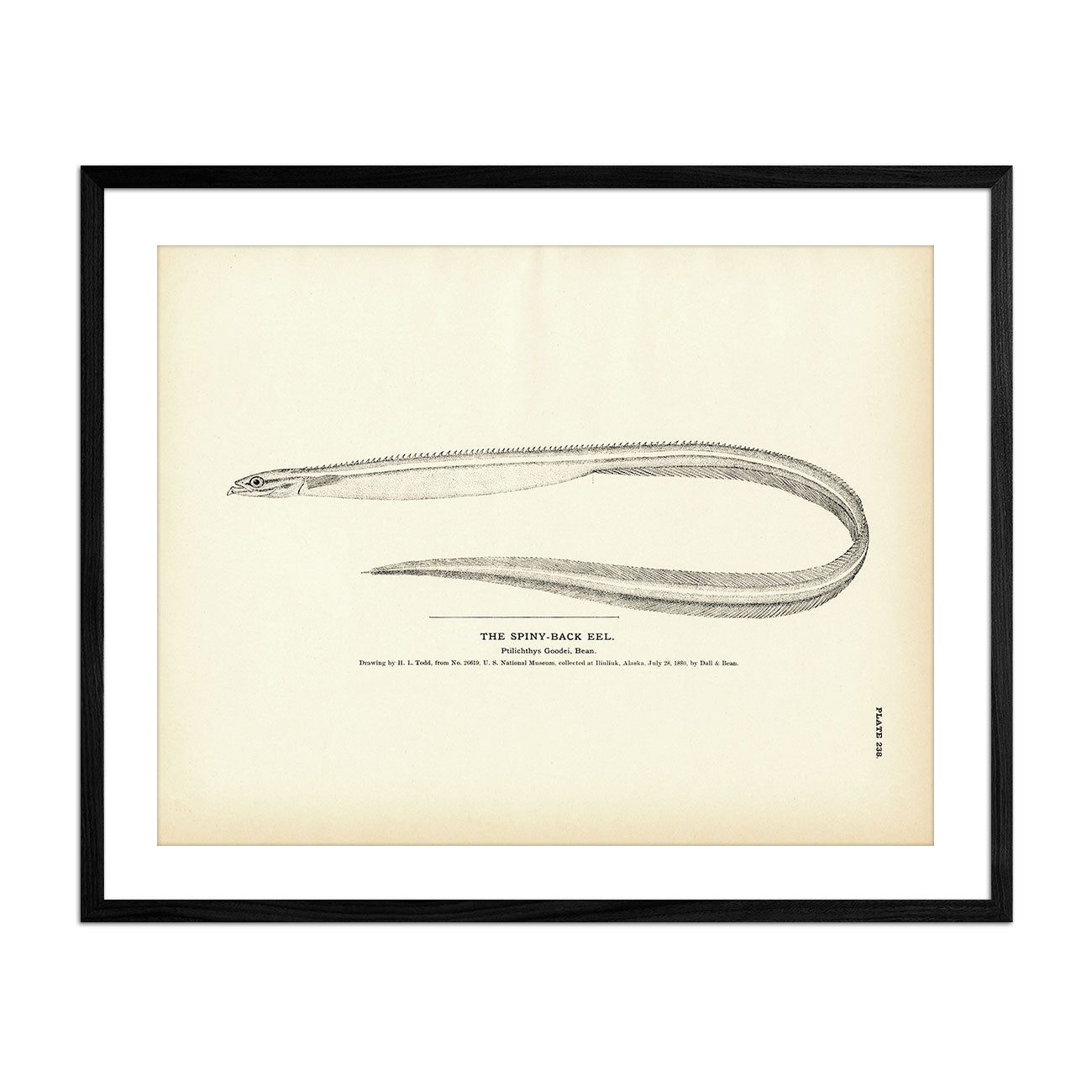 Spiny - Back Eel Art Print - Muir Way - Fisheries