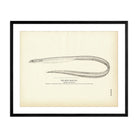 Spiny - Back Eel Art Print - Muir Way - Fisheries