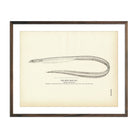 Spiny - Back Eel Art Print - Muir Way - Fisheries
