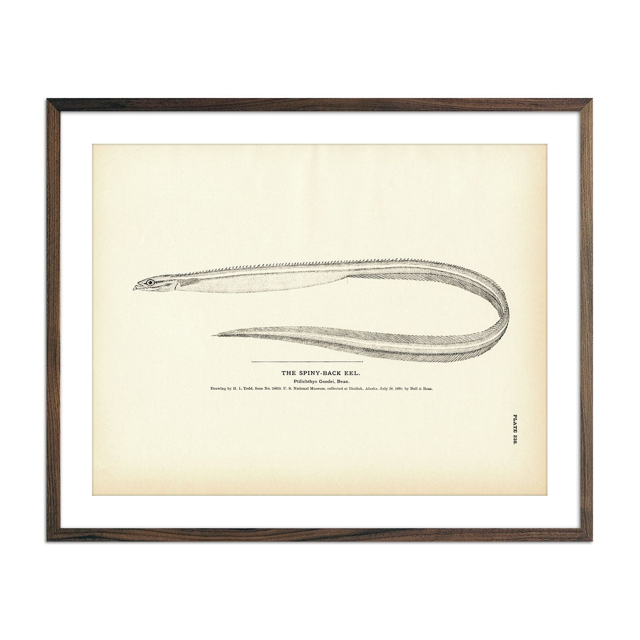 Spiny - Back Eel Art Print - Muir Way - Fisheries