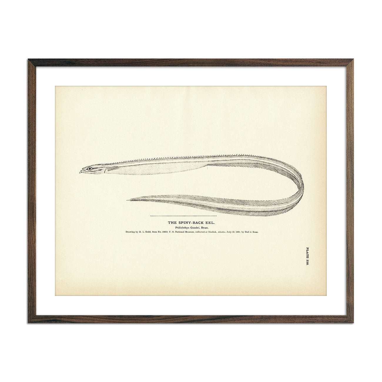 Vintage Spiny-Back Eel fish print