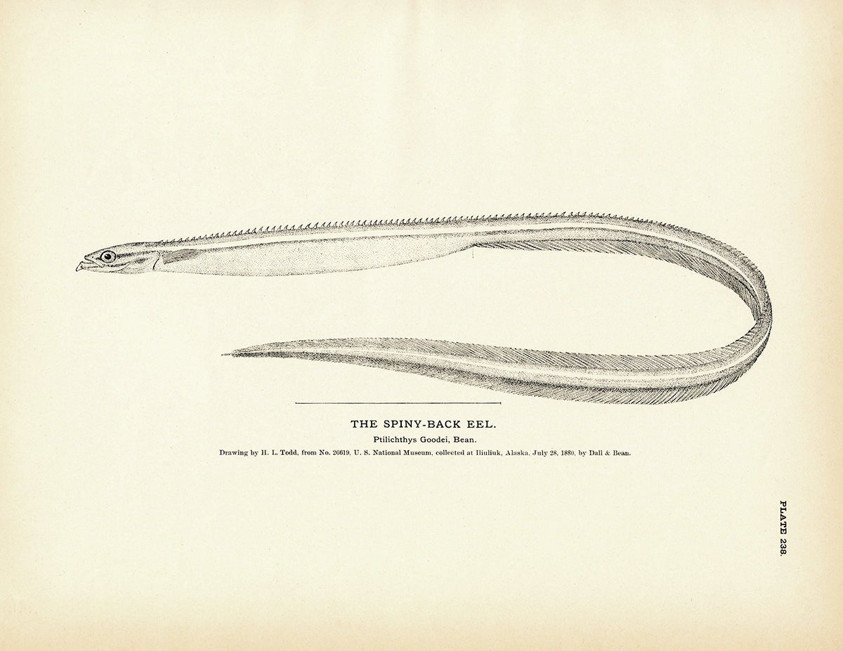 Spiny - Back Eel Art Print - Muir Way - Fisheries