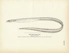 Spiny - Back Eel Art Print - Muir Way - Fisheries