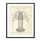 Spiny Lobster (Rock Lobster) Art Print - Muir Way - Fisheries