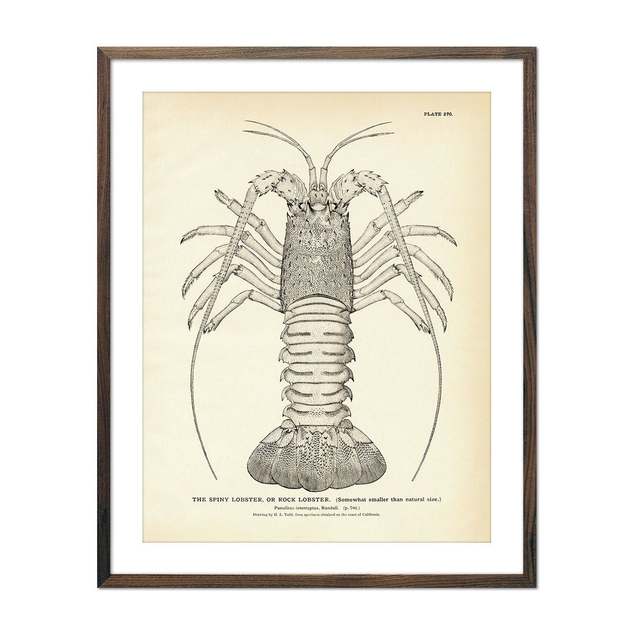 Spiny Lobster (Rock Lobster) Art Print - Muir Way - Fisheries
