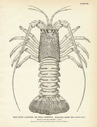 Spiny Lobster (Rock Lobster) Art Print - Muir Way - Fisheries