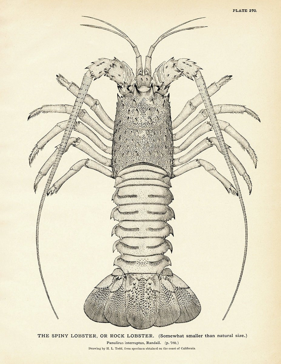 Spiny Lobster (Rock Lobster) Art Print - Muir Way - Fisheries