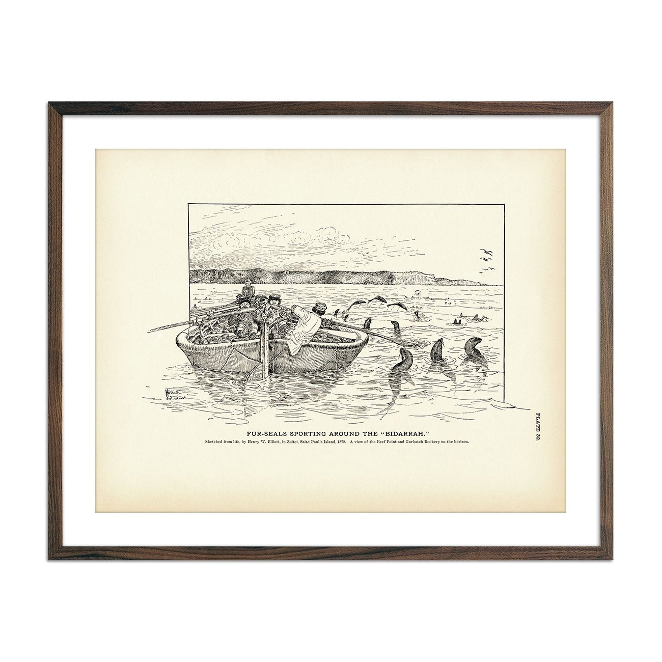 Fur - Seals Sporting Around the "Bidarrah" Art Print - Muir Way - Fisheries